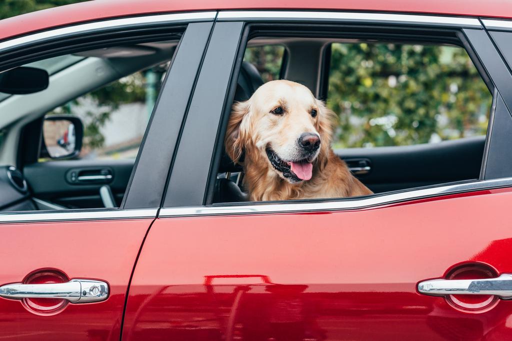 pies patrząc z okna samochodu - Zdjęcie, obraz