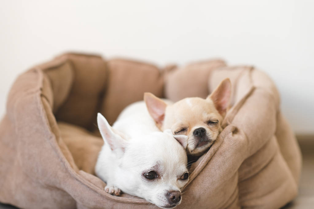 zwei hübsche, süße und schöne Chihuahua-Welpenfreunde aus der heimischen Rasse, die es sich im Hundebett gemütlich machen. Haustiere ruhen, zusammen schlafen. pathetisches und emotionales Porträt. Vater und Tochter Foto. - Foto, Bild