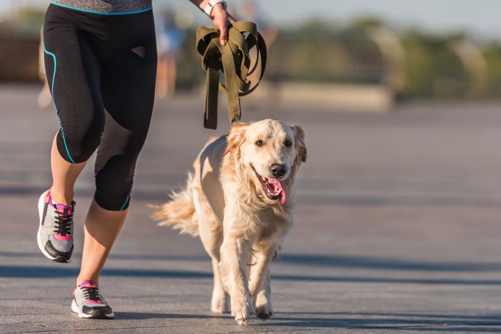 urheilija lenkkeily koiran kanssa
 - Valokuva, kuva