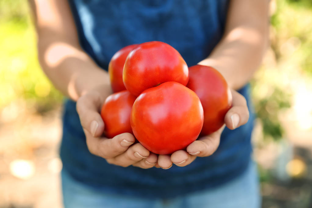 Νεαρή γυναίκα κρατώντας τις ντομάτες στον κήπο - Φωτογραφία, εικόνα