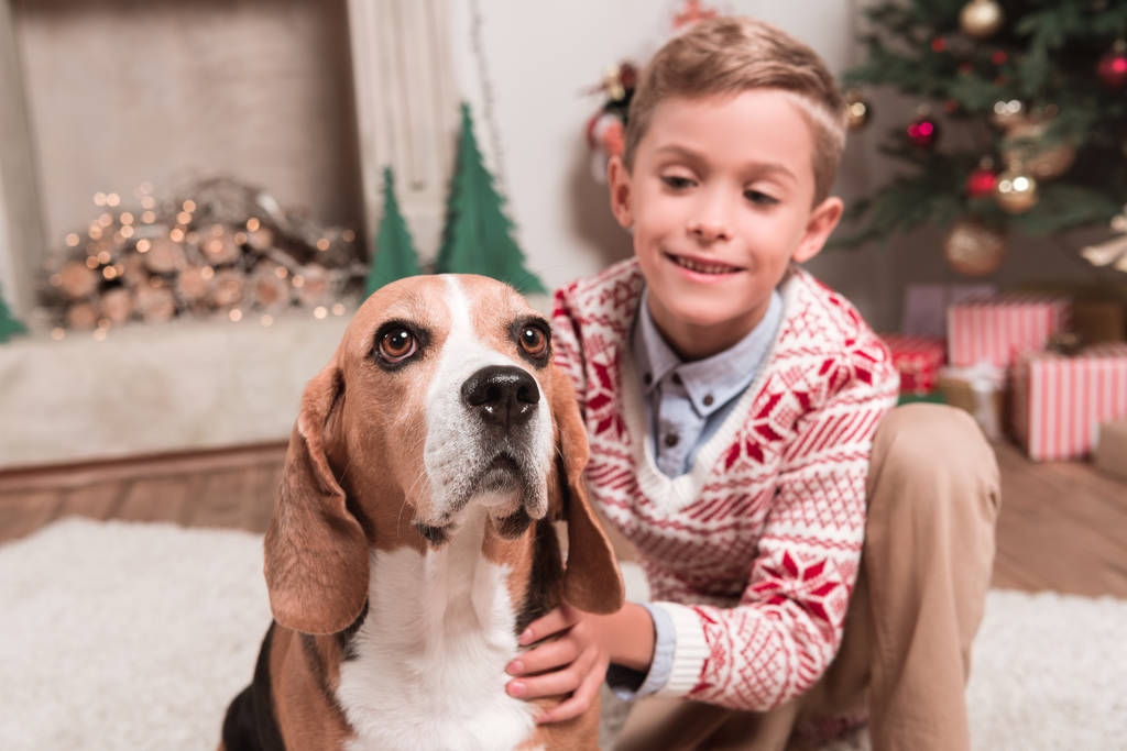 boy with beagle dog on christmas - Photo, Image