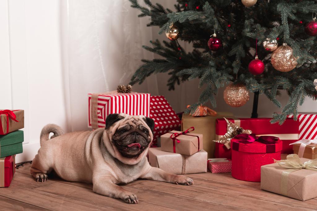 мопс сидит под рождественской елкой
 - Фото, изображение