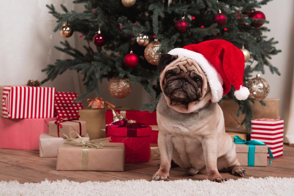 Pug de Navidad
 - Foto, imagen
