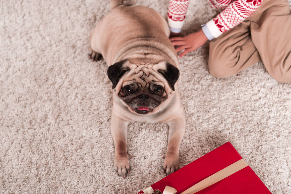 pug laying on carpet with gift box - Photo, Image