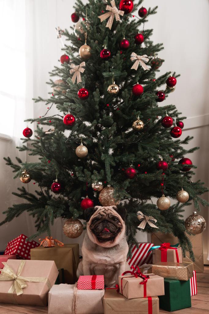mopsz ül a karácsonyfa alatt - Fotó, kép