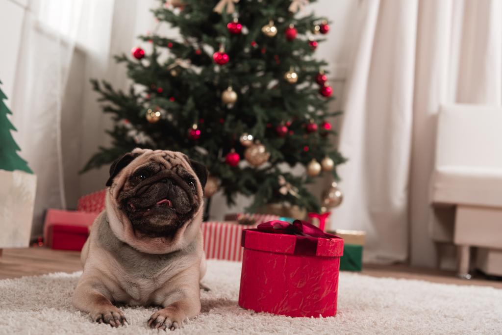 Noel hediye ile pug - Fotoğraf, Görsel