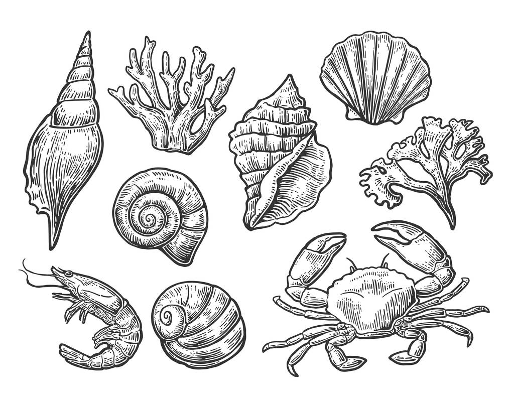 Set sea shell, coral, crab and shrimp. - Vector, Image