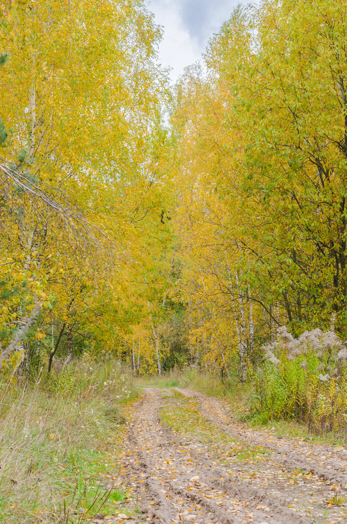 黄色い葉を持つ秋の森. - 写真・画像