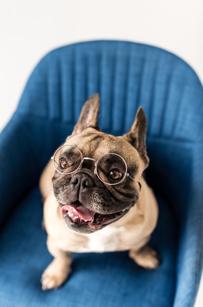 bulldog en gafas en silla
  - Foto, imagen