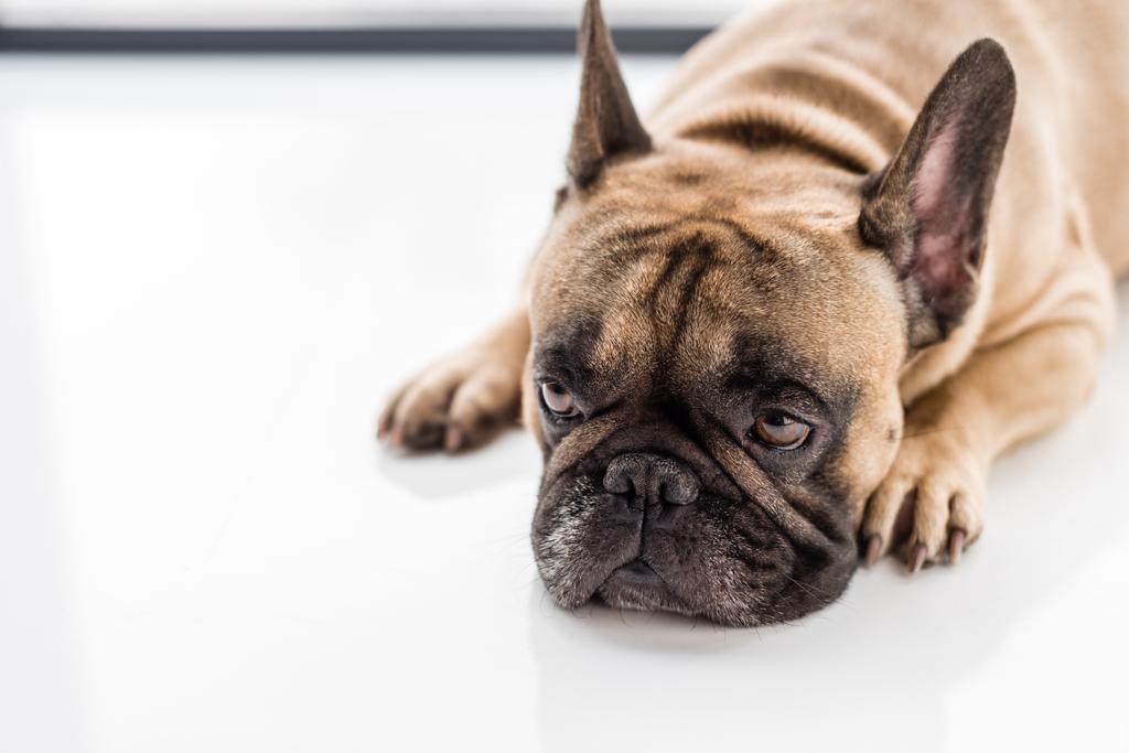 Ranskan bulldoggi
   - Valokuva, kuva