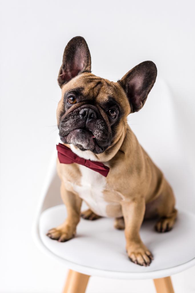 francia bulldog, csokornyakkendő - Fotó, kép