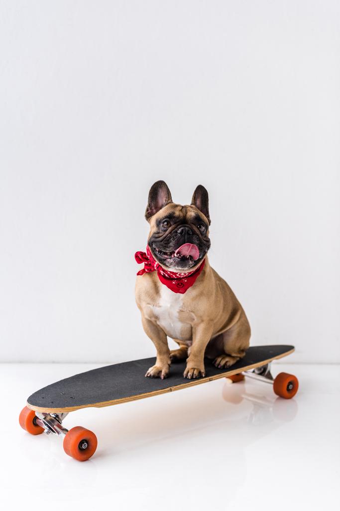 Bulldogge sitzt auf Skateboard - Foto, Bild