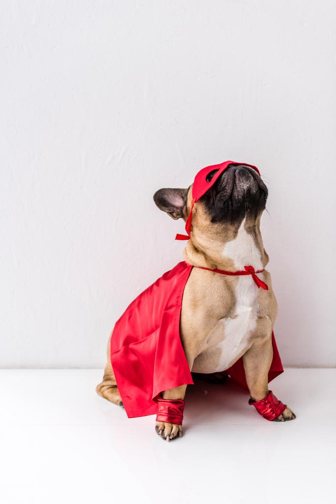 Pes v kostýmu superhrdiny - Fotografie, Obrázek