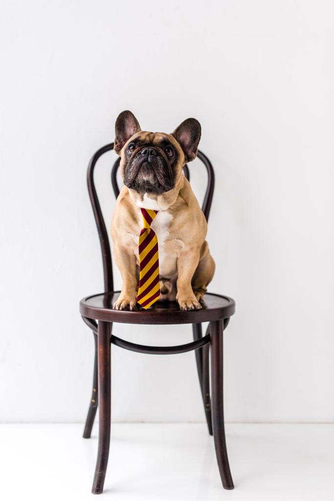 bulldog francês em gravata listrada
 - Foto, Imagem