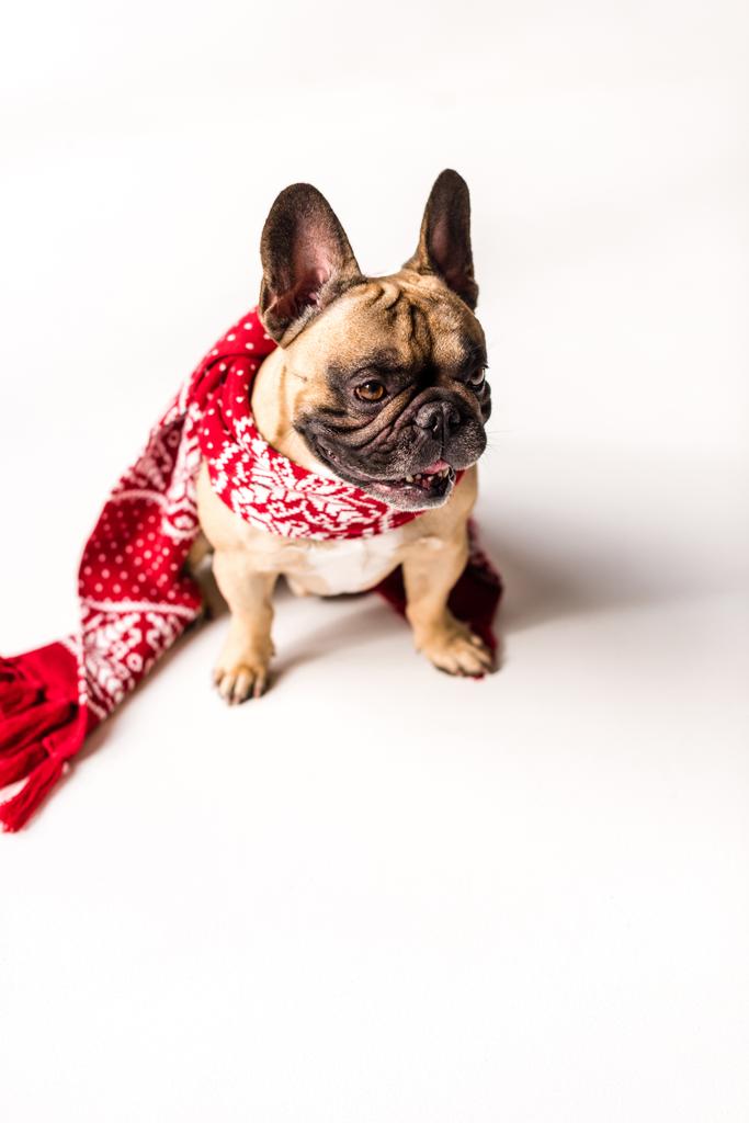 Bulldog francese in sciarpa
 - Foto, immagini