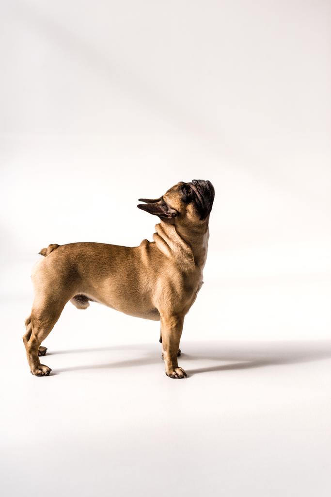 Fajtiszta francia bulldog - Fotó, kép