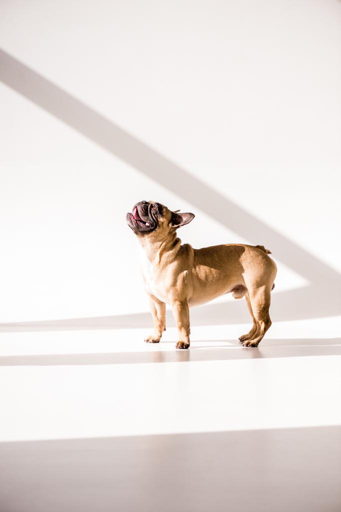 reinrassige Französische Bulldogge - Foto, Bild
