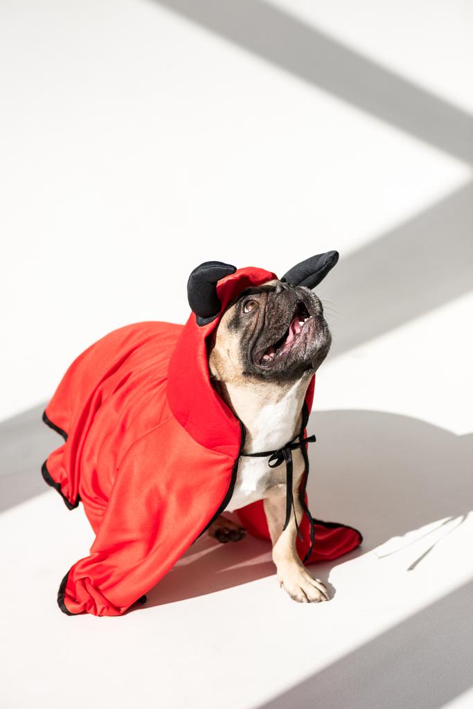 Köpek süper kahraman kostümü içinde - Fotoğraf, Görsel