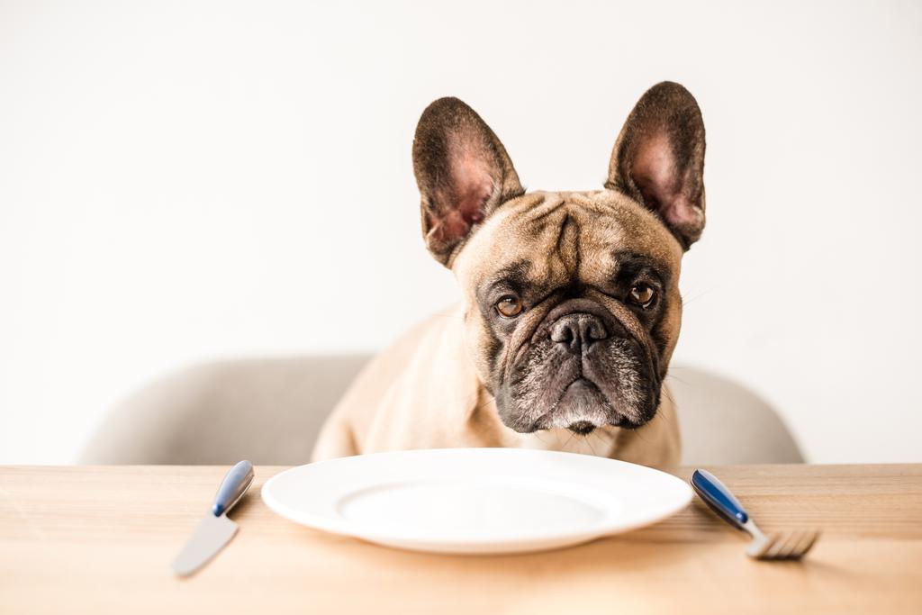 Ranskalainen bulldog tyhjällä lautasella
 - Valokuva, kuva