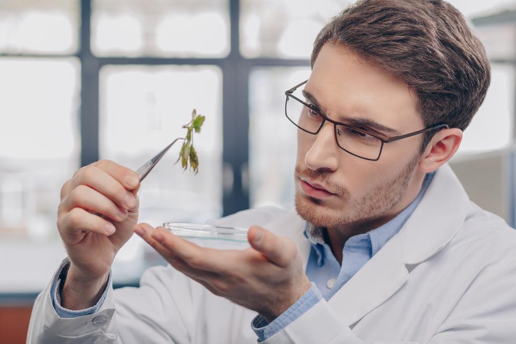 биолог, изучающий растение в пинцетах
 - Фото, изображение
