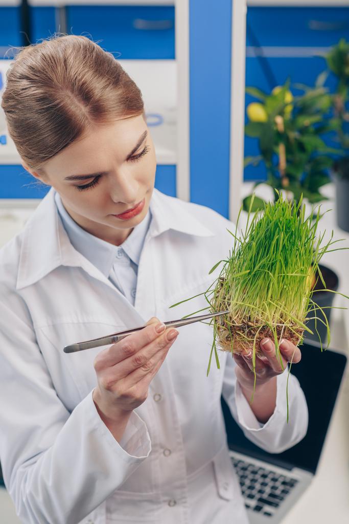 biólogo trabajando con hierba en laboratorio
 - Foto, Imagen