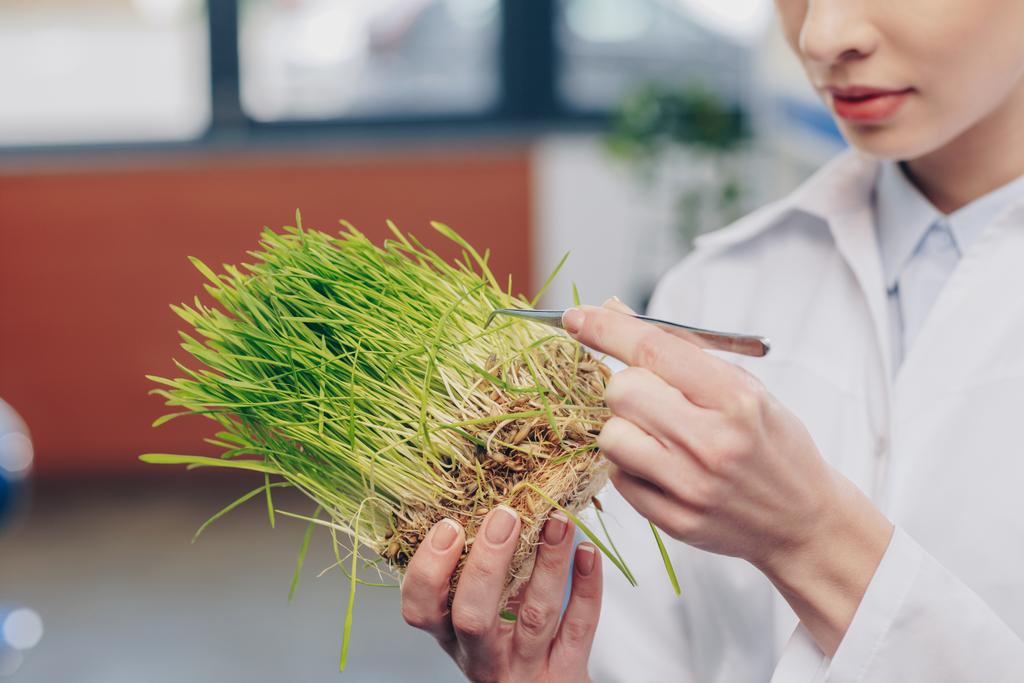 biologist with grass in laboratory - Photo, Image