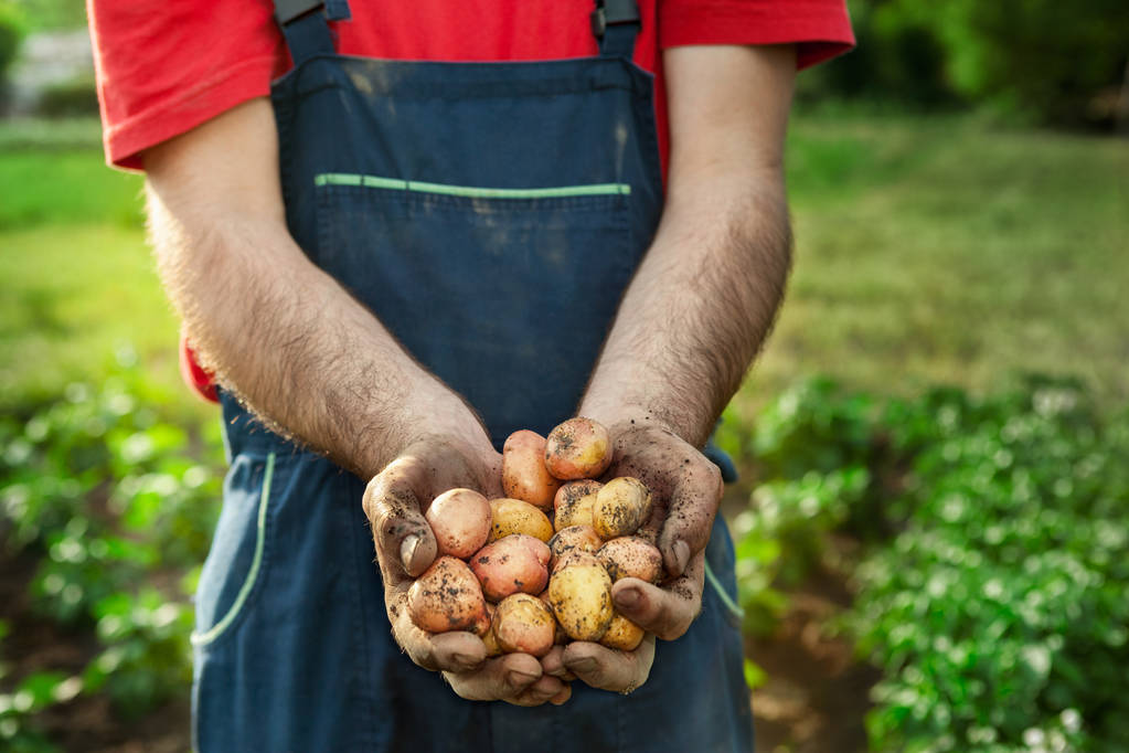 frische Kartoffeln in Händen des Gärtners - Foto, Bild