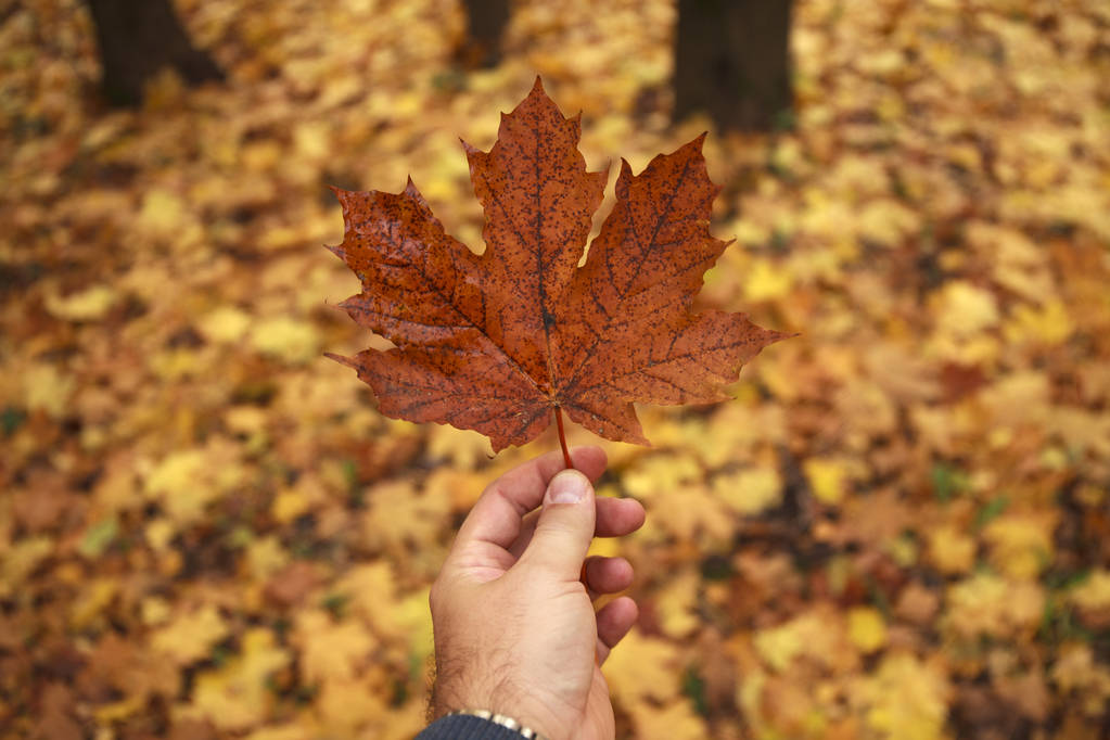 Αρσενική χέρι κρατά ένα φύλλο σφενδάμνου σε φόντο ένα Φθινοπωρινό πάρκο - Φωτογραφία, εικόνα