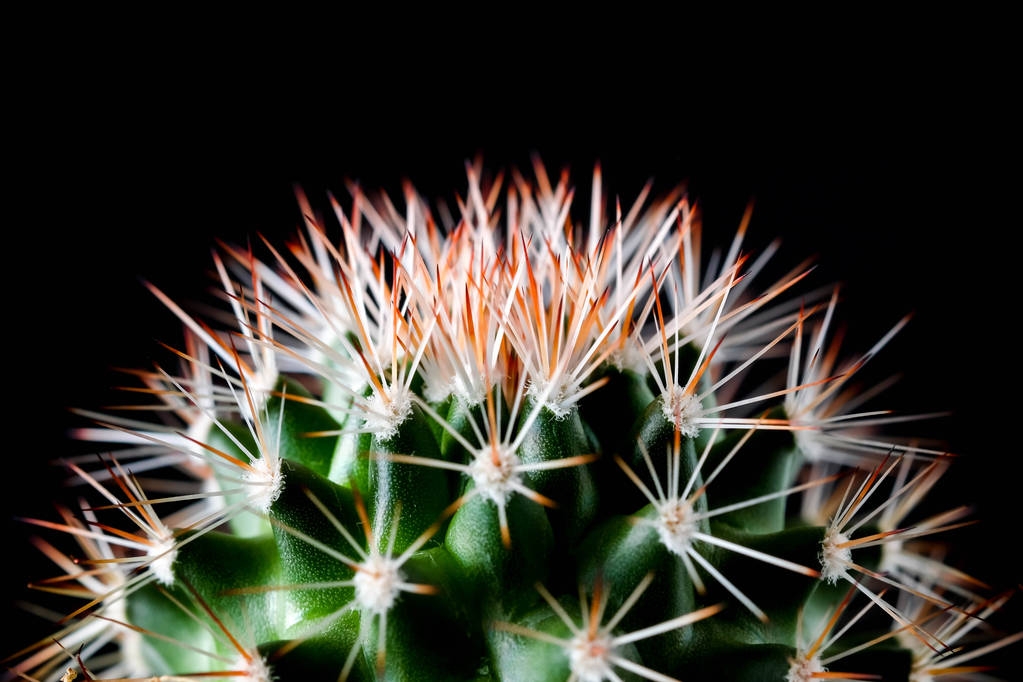 Kaktusz növény közeli kép a fekete háttér textúra. puha e - Fotó, kép
