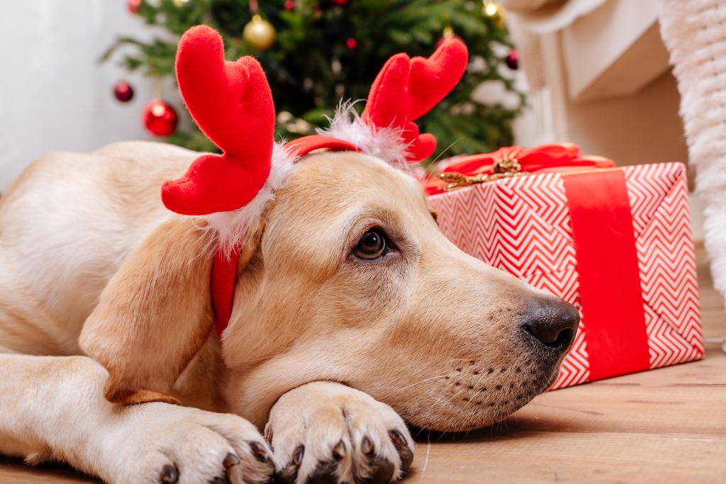 Boże Narodzenie labrador pies - Zdjęcie, obraz
