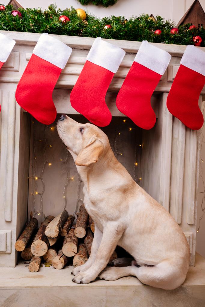 labrador at fireplace with christmas socks - Photo, Image
