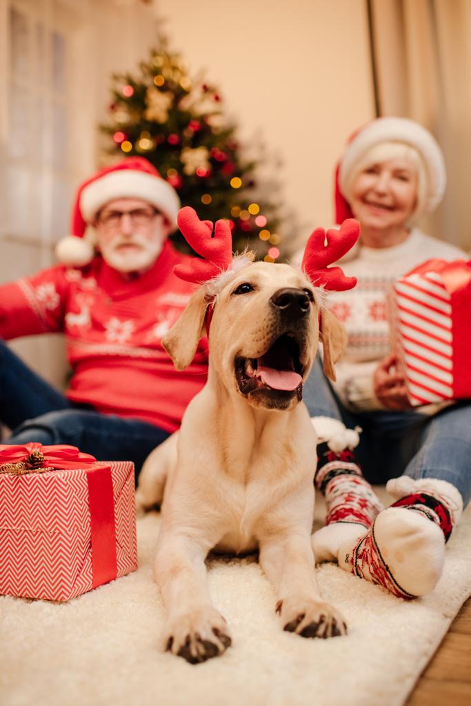 senior pareja con regalos y perro
 - Foto, Imagen