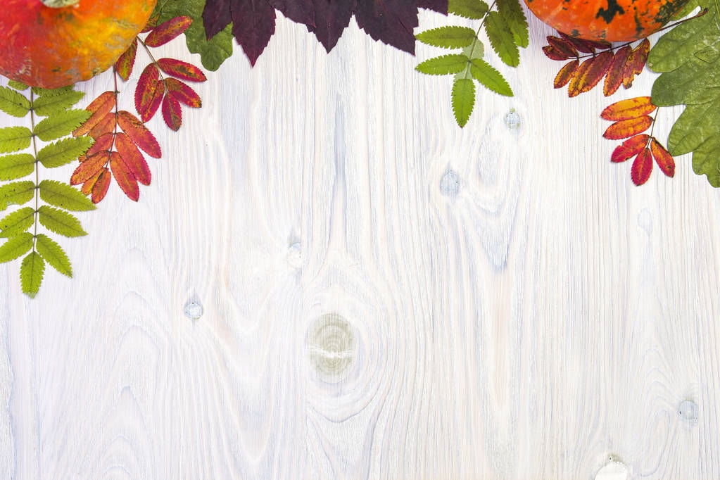 葉と白い木製の背景にかぼちゃの秋の組成 - 写真・画像
