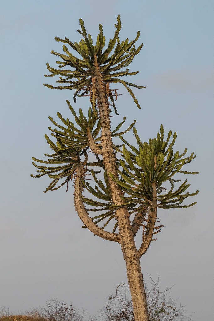 Un cactus africain. Angola
. - Photo, image