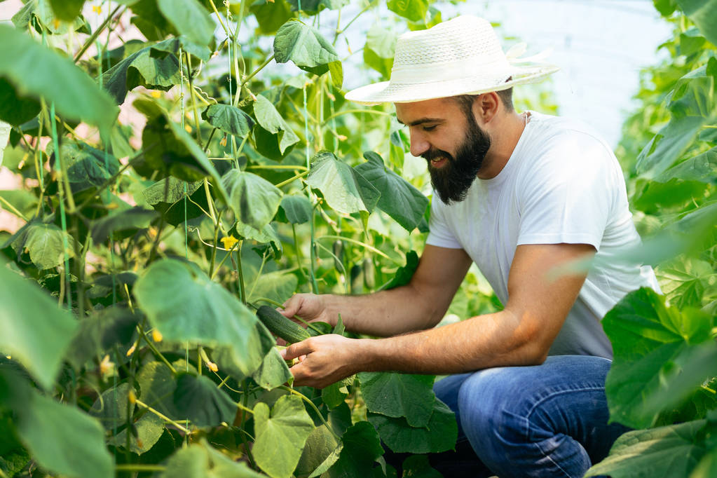 Agriculteur mâle cueillant des concombres frais
 - Photo, image