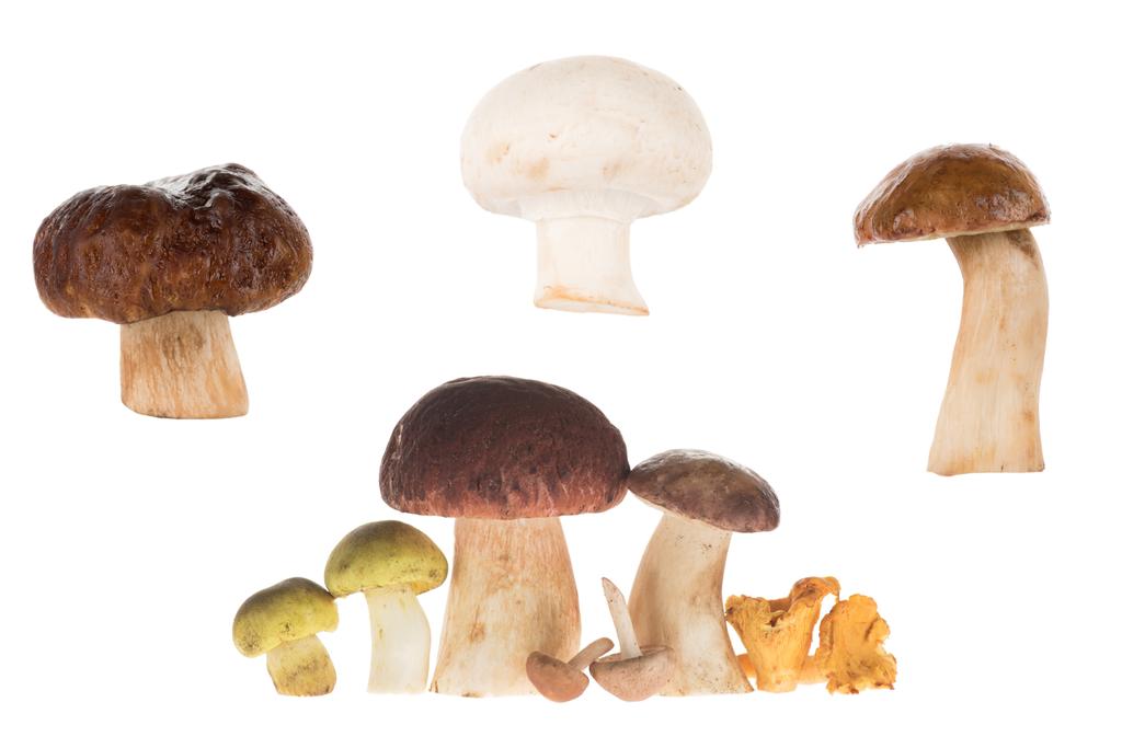 Différents types de champignons
 - Photo, image