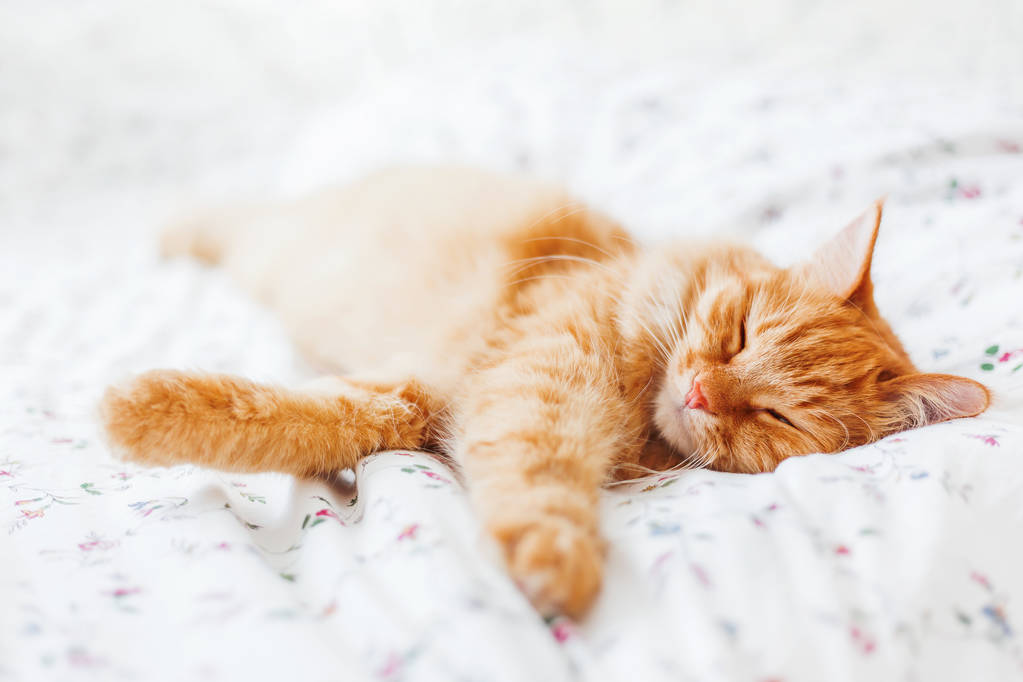 かわいい生姜猫毛布の下のベッドに横たわっています。ふわふわペットは快適睡眠に決済。面白いペットの居心地の良い家庭背景. - 写真・画像