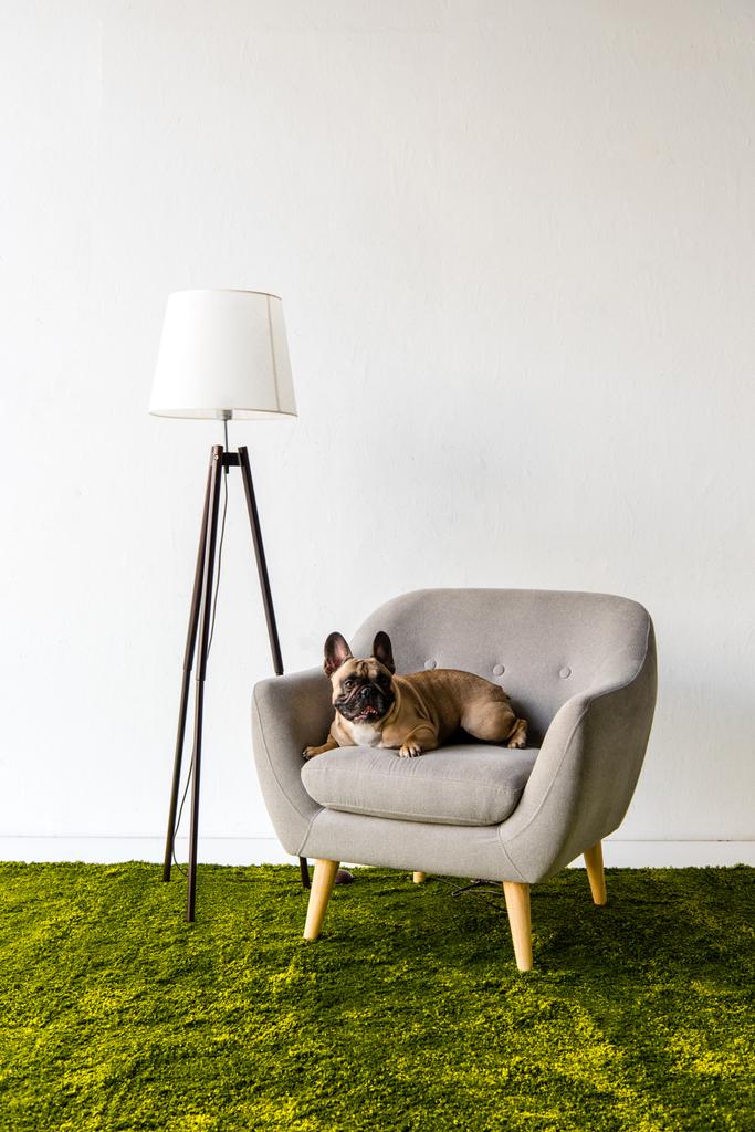 Dog lying on armchair in room - Photo, Image