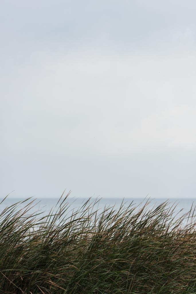 grassweed, előtérben a nyugodt tenger - Fotó, kép