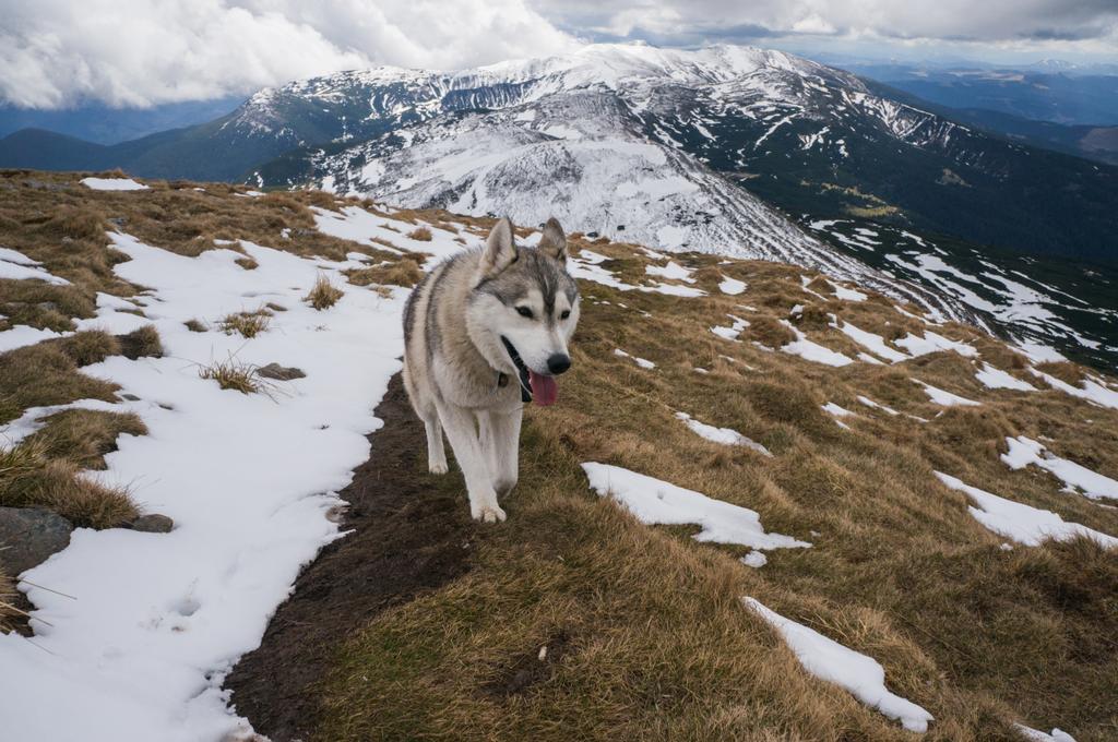 cão husky em montanhas nevadas
   - Foto, Imagem
