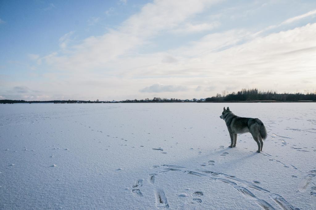 pies Malamut na snowy pole - Zdjęcie, obraz