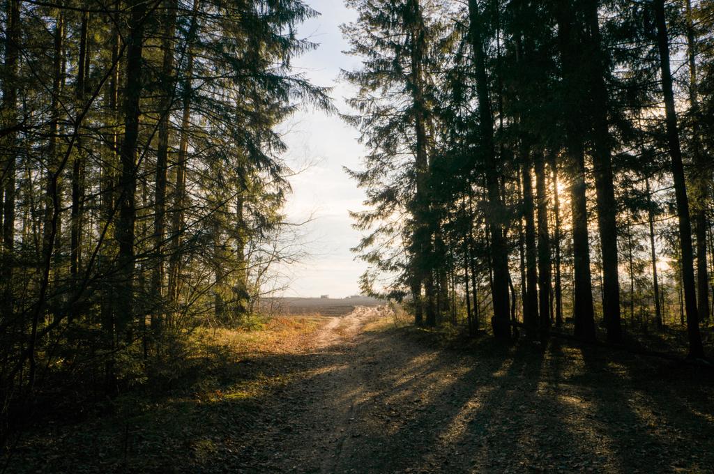 дерева в лісі на заході сонця
 - Фото, зображення