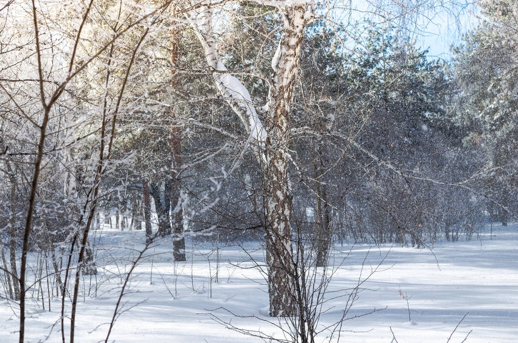 Zimní bříza a borovice lesní v sluneční paprsky a padající sníh - Fotografie, Obrázek