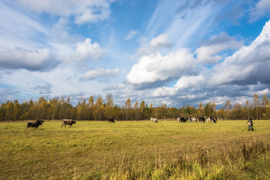 Un troupeau de vaches sur le champ d'automne
.  - Photo, image
