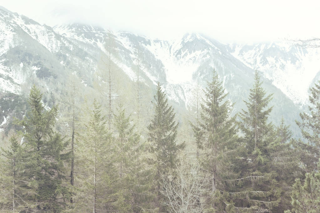 bergpanorama met bos en besneeuwde toppen - Foto, afbeelding