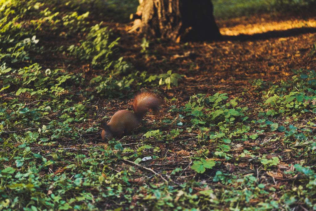 wiewiórki w parku - Zdjęcie, obraz