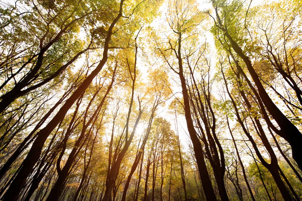 Güneşli bir günde sonbahar ormanı - Fotoğraf, Görsel