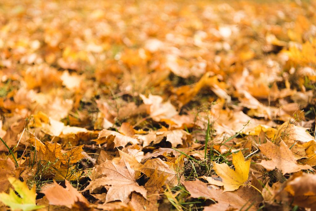 φύλλα πεσμένα σφενδάμου - Φωτογραφία, εικόνα