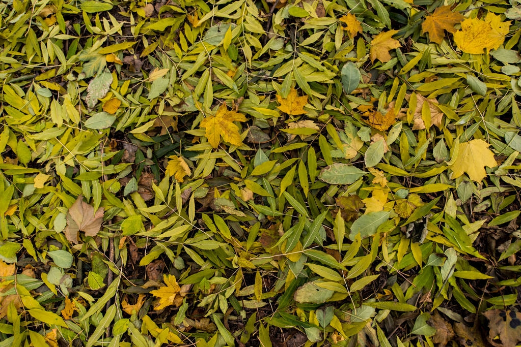 πεσμένα φύλλα επιτόπου - Φωτογραφία, εικόνα