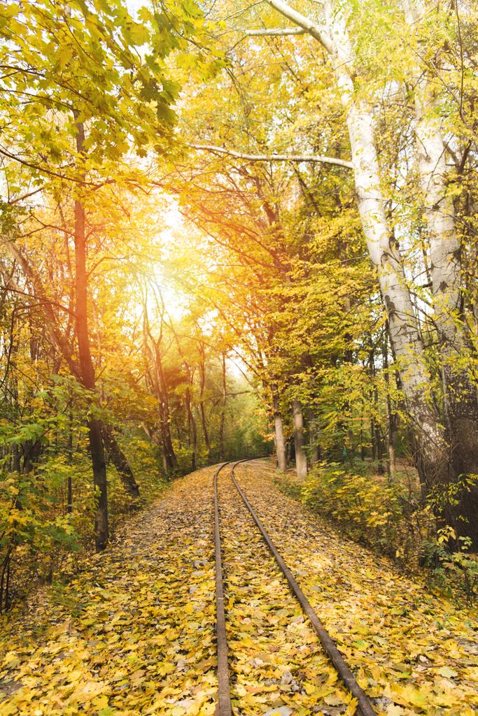 ferrocarril en el bosque de otoño - Foto, imagen